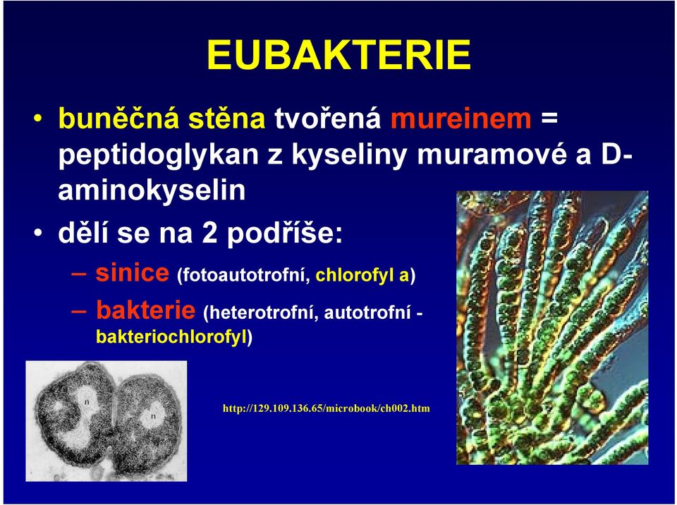 sinice (fotoautotrofní, chlorofyl a) bakterie (heterotrofní,