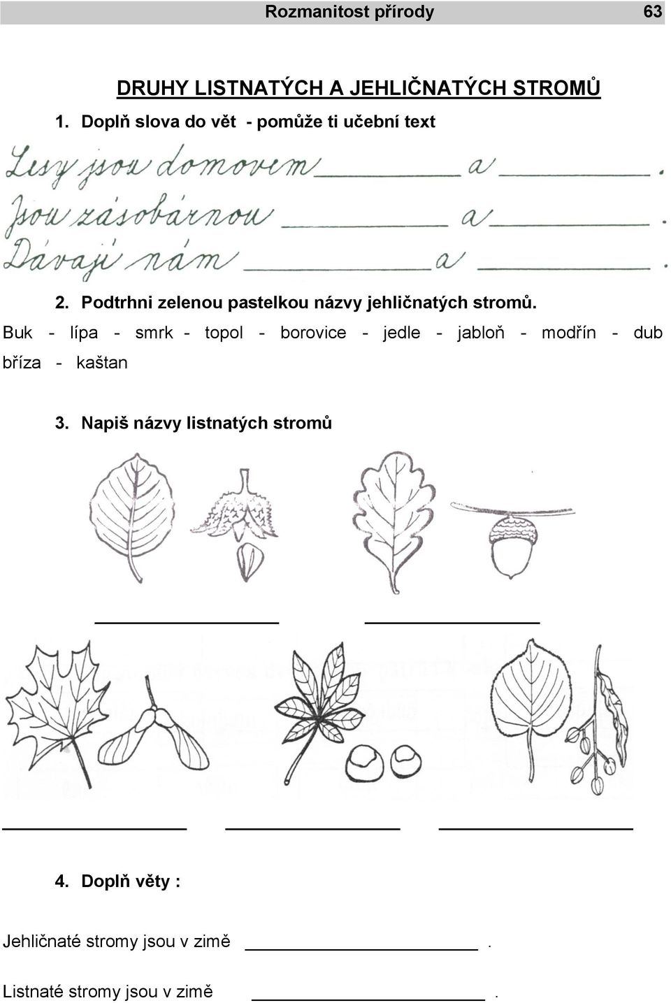 Podtrhni zelenou pastelkou názvy jehličnatých stromů.