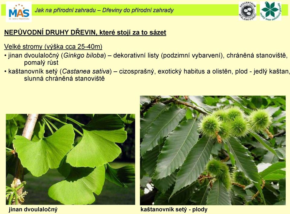 vybarvení), chráněná stanoviště, pomalý růst kaštanovník setý (Castanea sativa) cizosprašný, exotický