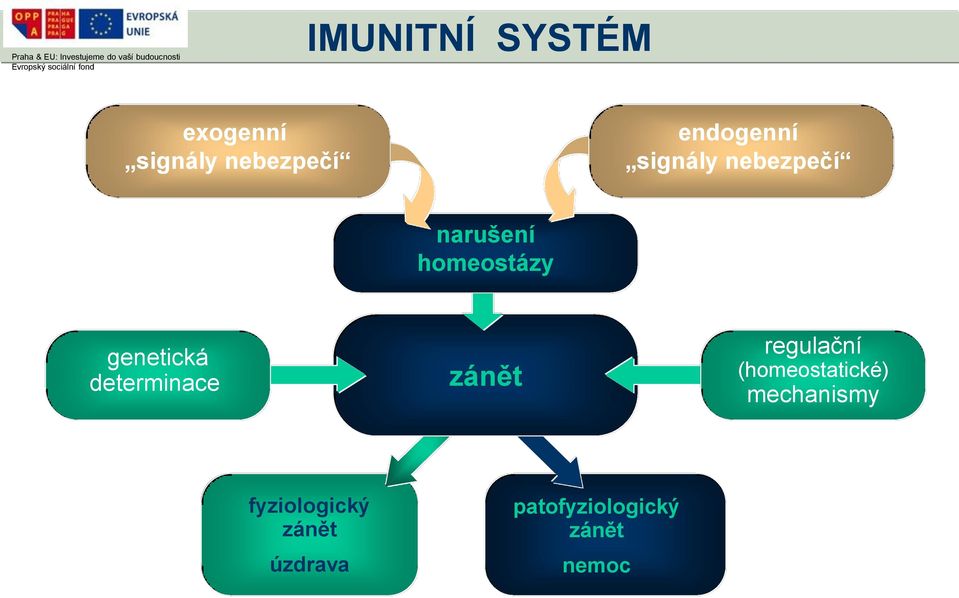 determinace zánět regulační (homeostatické) mechanismy