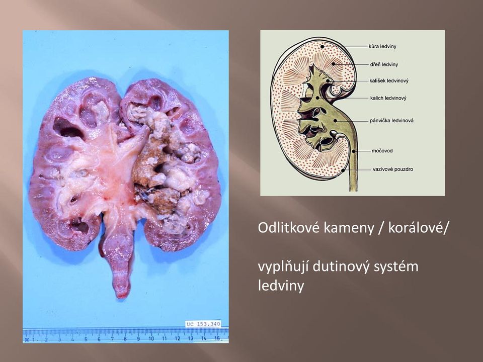 korálové/