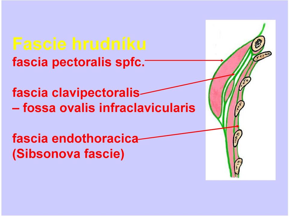 fossa ovalis infraclavicularis