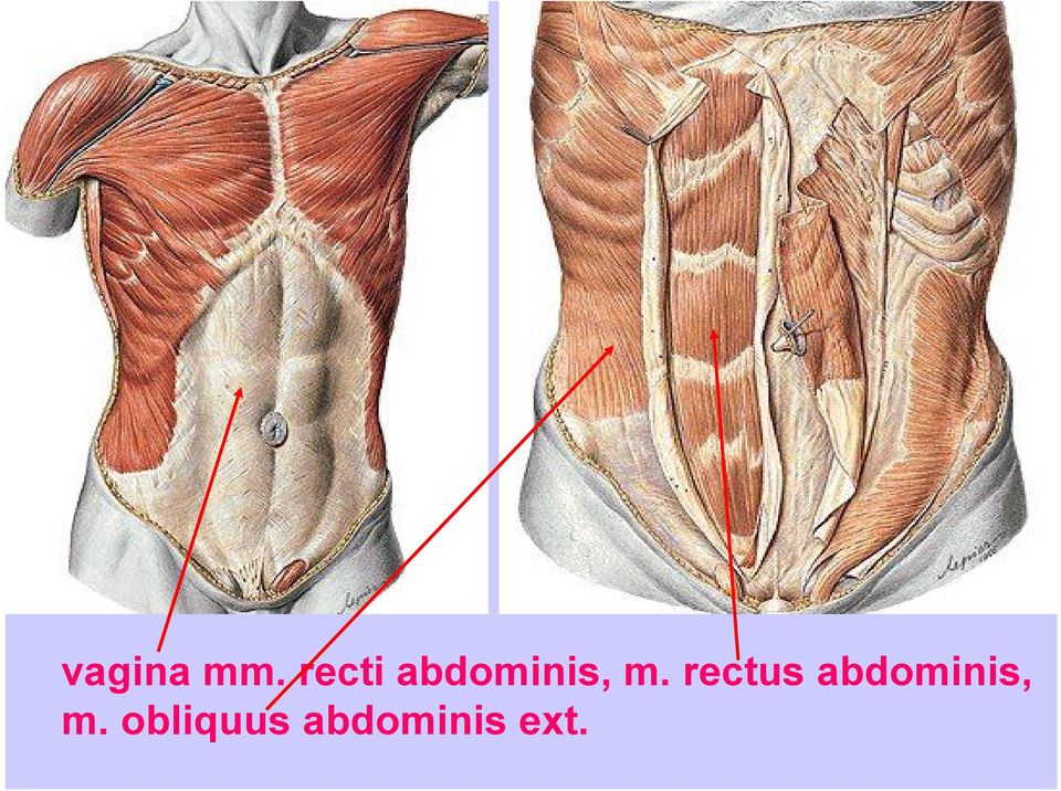 rectus abdominis,