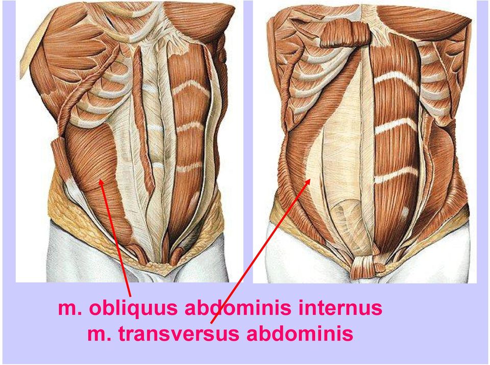 internus m.