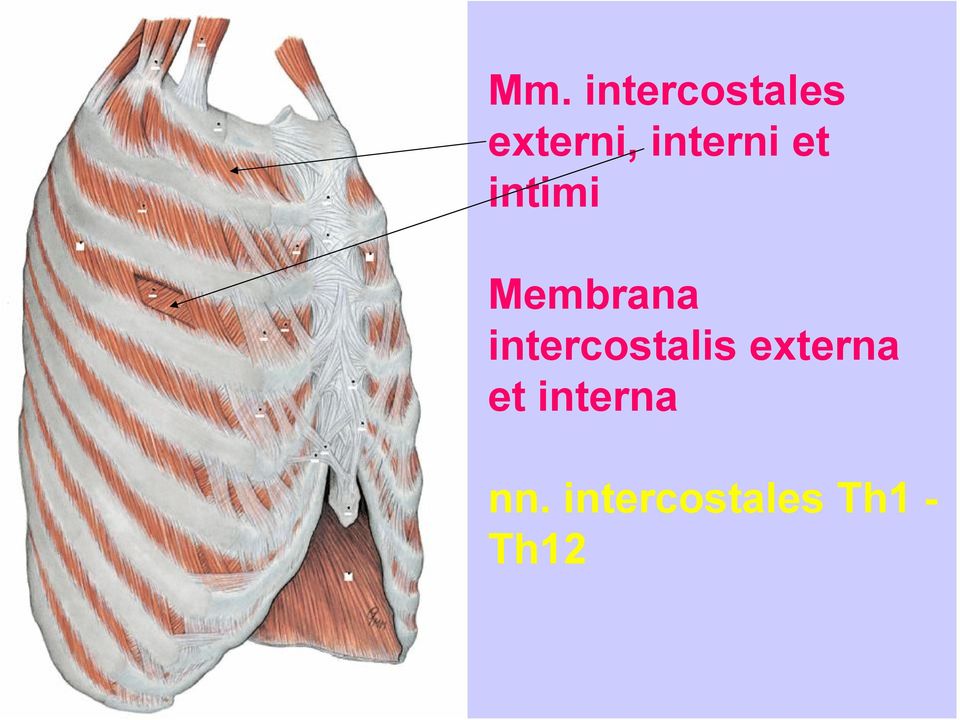 intercostalis externa et