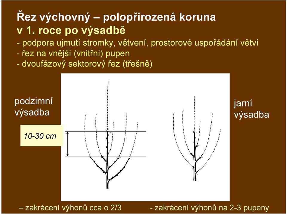 uspořádání větví - řez na vnější (vnitřní) pupen - dvoufázový sektorový