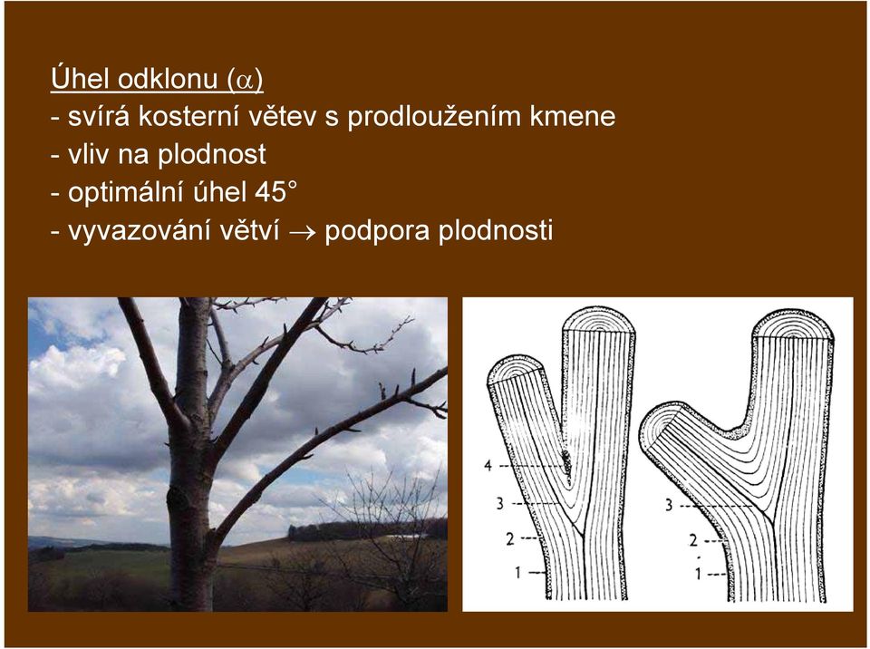 na plodnost - optimální úhel 45 -