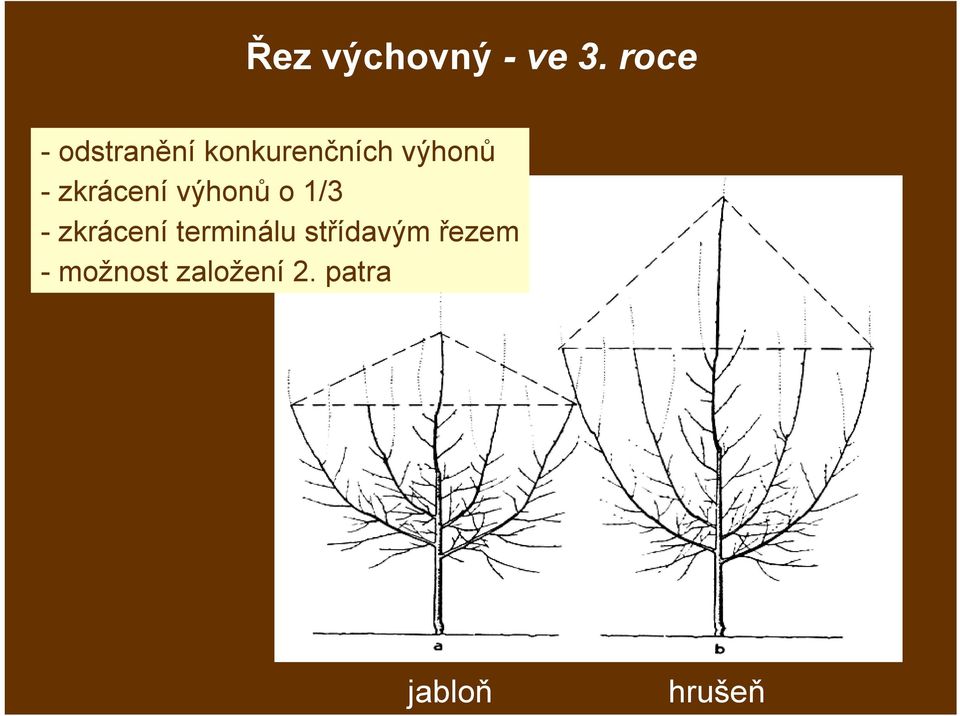 zkrácení výhonů o 1/3 - zkrácení