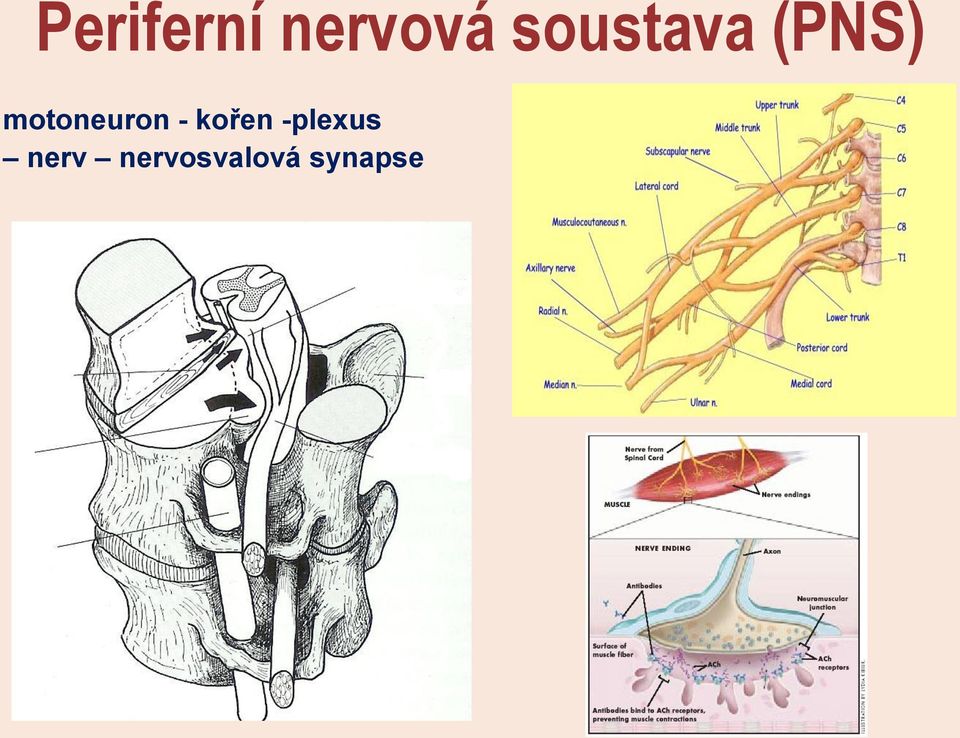 motoneuron - kořen