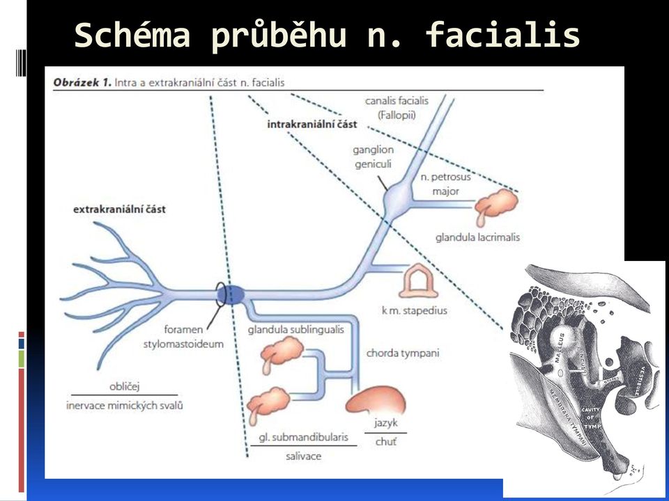 facialis