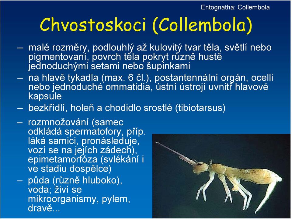 ), postantennální orgán, ocelli nebo jednoduché ommatidia, ústní ústrojí uvnitř hlavové kapsule bezkřídlí, holeň a chodidlo srostlé