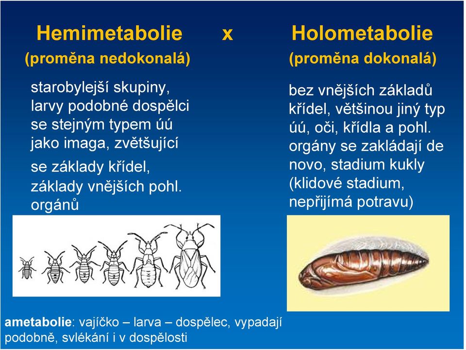 orgánů bez vnějších základů křídel, většinou jiný typ úú, oči, křídla a pohl.