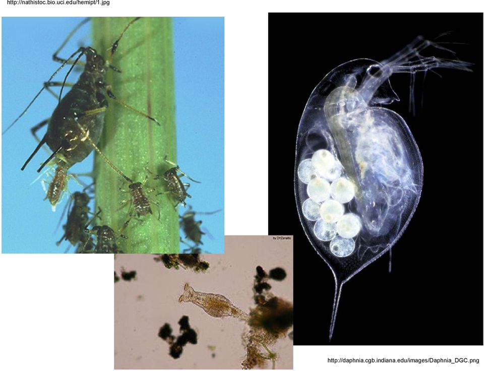 jpg http://daphnia.cgb.