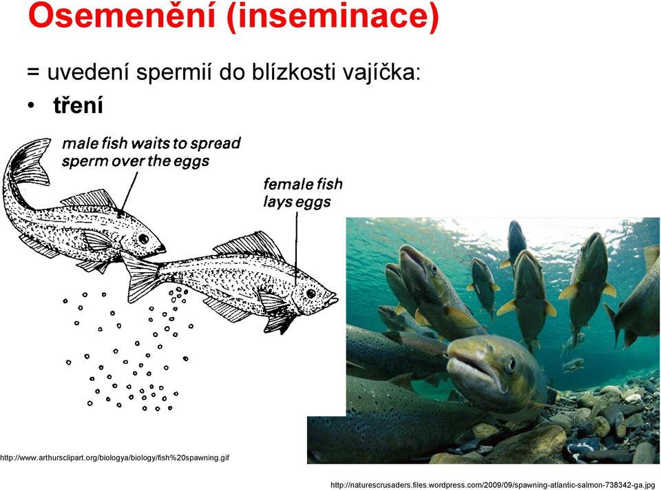 org/biologya/biology/fish%20spawning.