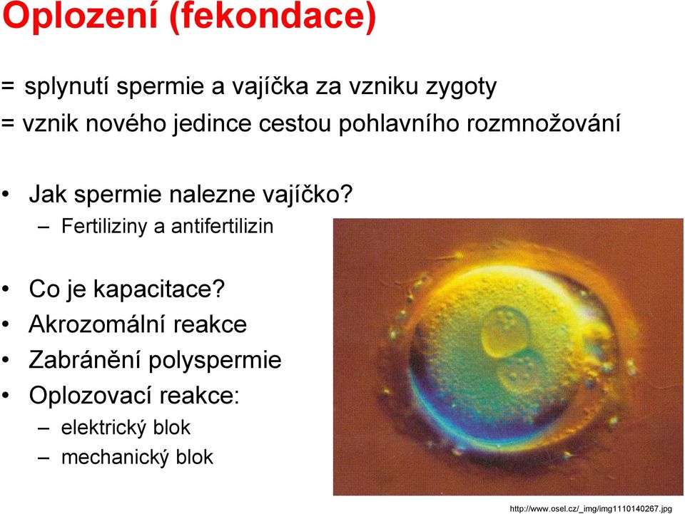 Fertiliziny a antifertilizin Co je kapacitace?