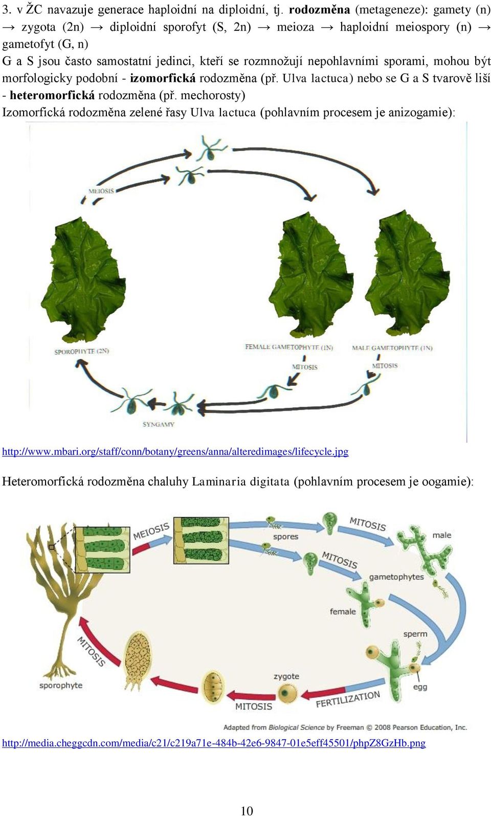 nepohlavními sporami, mohou být morfologicky podobní - izomorfická rodozměna (př. Ulva lactuca) nebo se G a S tvarově liší - heteromorfická rodozměna (př.
