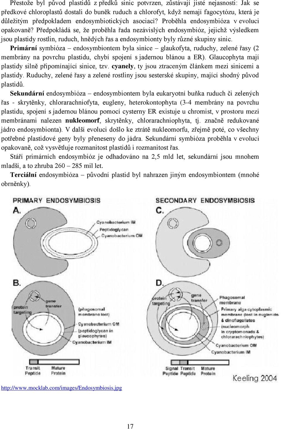 Předpokládá se, že proběhla řada nezávislých endosymbióz, jejichž výsledkem jsou plastidy rostlin, ruduch, hnědých řas a endosymbionty byly různé skupiny sinic.