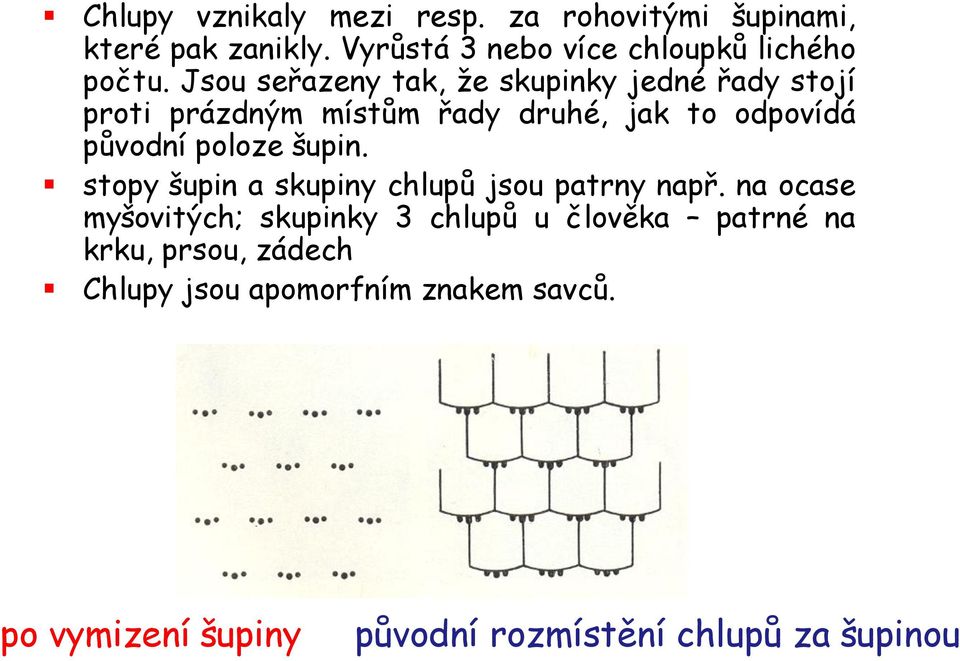 šupin. stopy šupin a skupiny chlupů jsou patrny např.