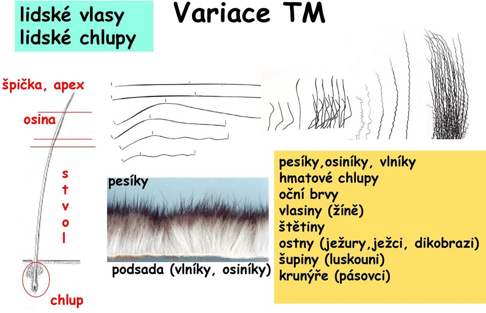 vlníky hmatové chlupy oční brvy vlasiny (žíně) štětiny ostny