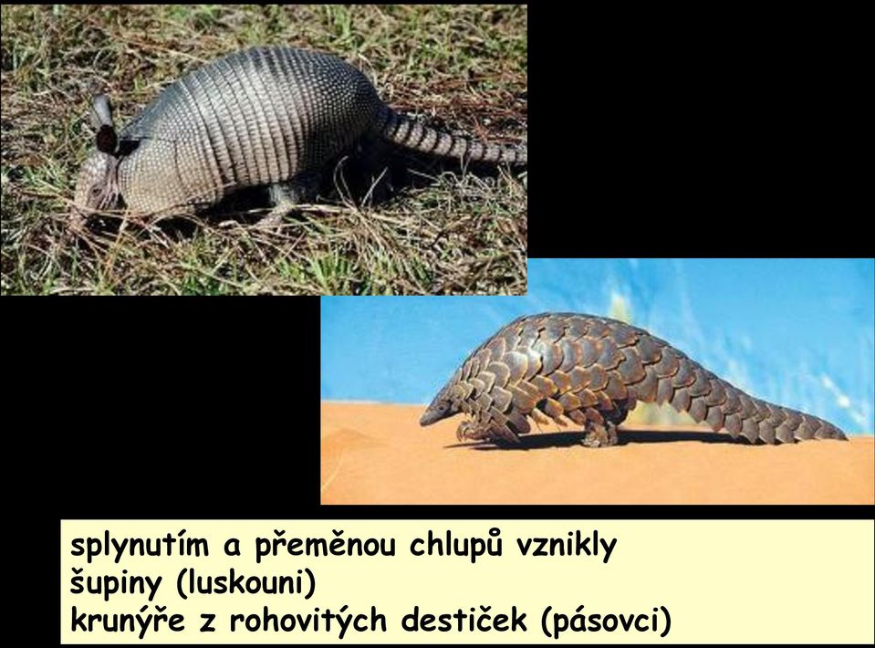 (luskouni) krunýře z