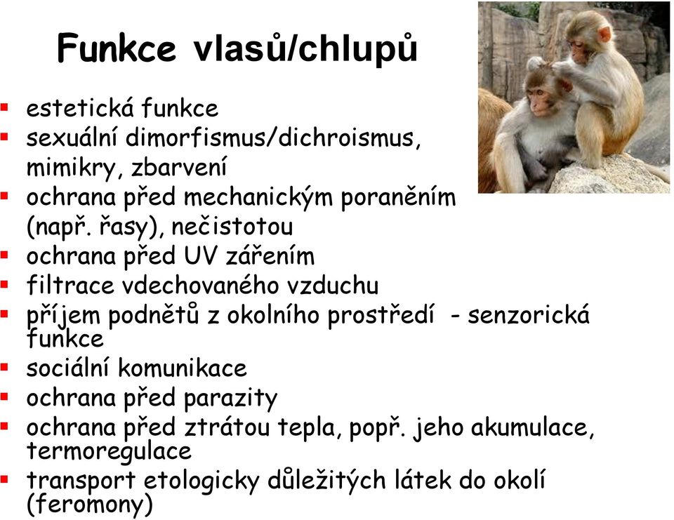 řasy), nečistotou ochrana před UV zářením filtrace vdechovaného vzduchu příjem podnětů z okolního