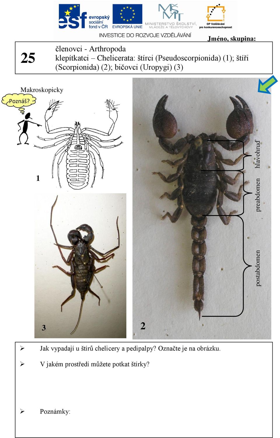 bičovci (Uropygi) (3) bičovec, štír 1 3 2 Jak vypadají u štírů