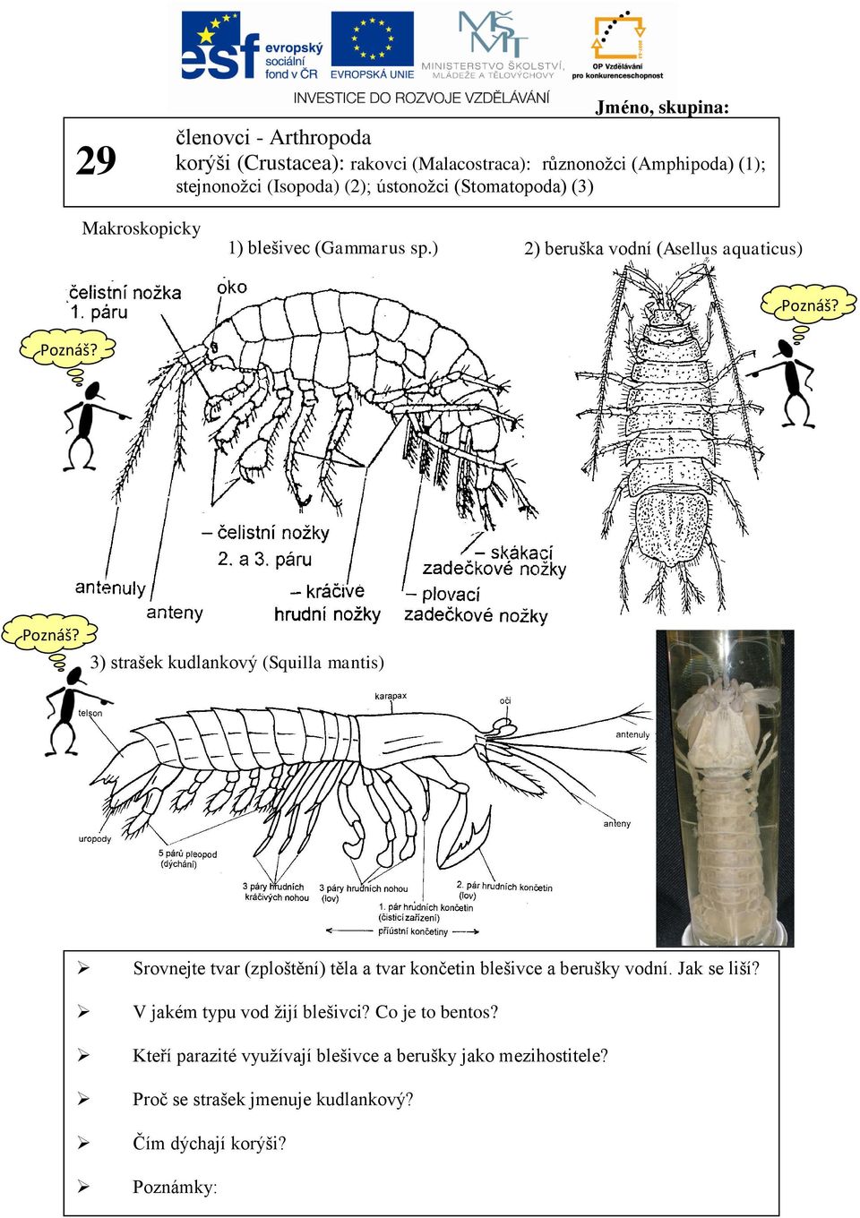 ) 2) beruška vodní (Asellus aquaticus) 3) strašek kudlankový (Squilla mantis) Srovnejte tvar (zploštění) těla a tvar končetin