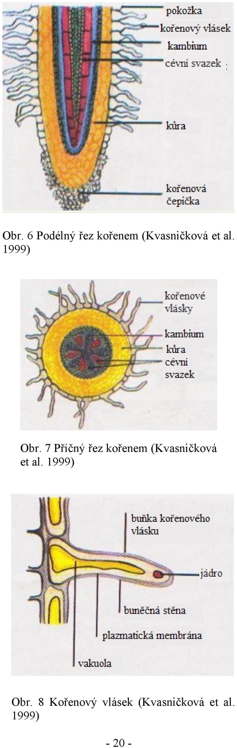 7 Příčný řez kořenem (Kvasničková  8