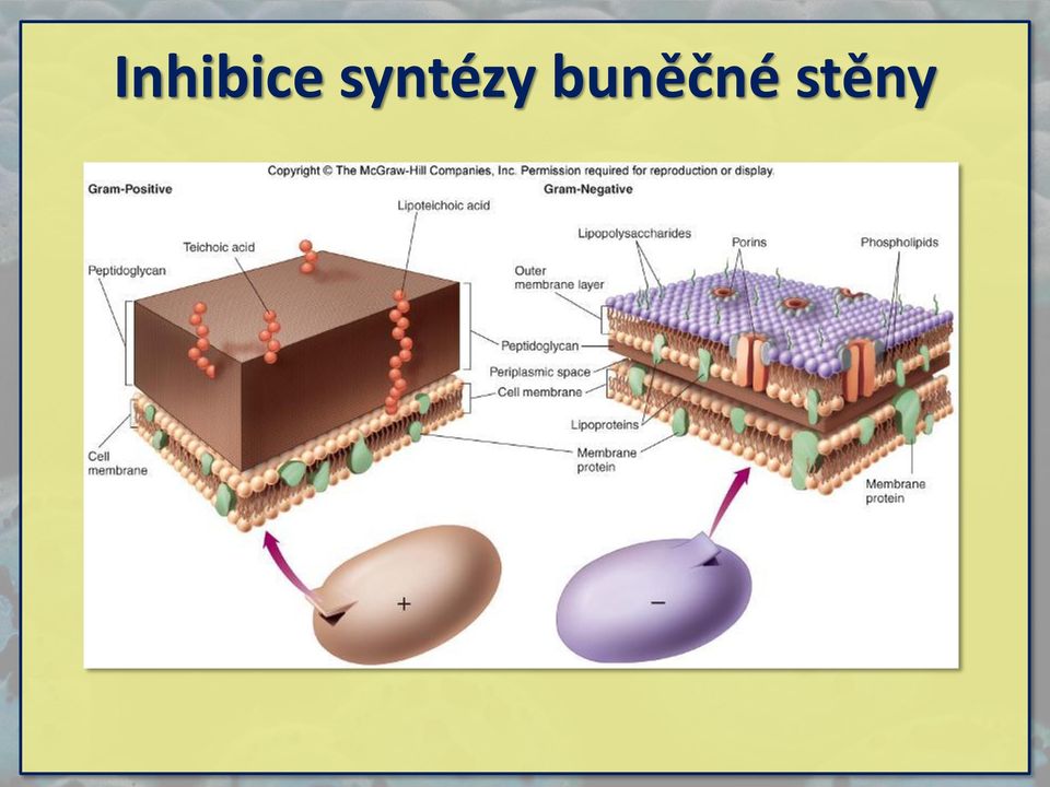 buněčné