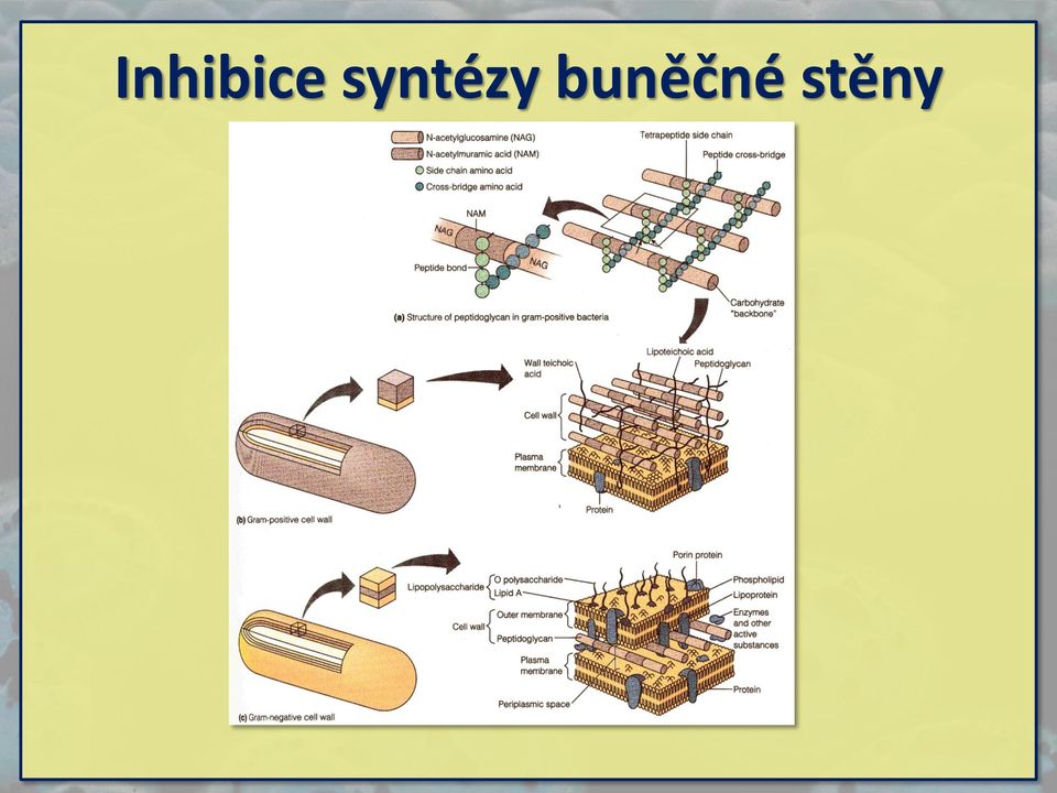 buněčné