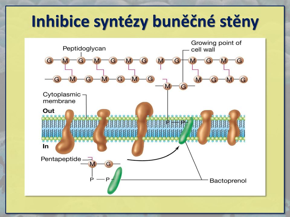 buněčné