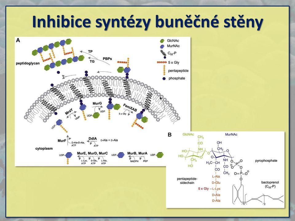 buněčné