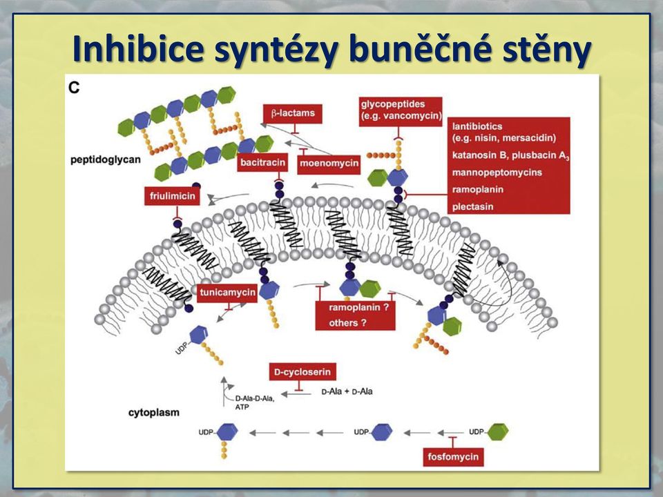 buněčné