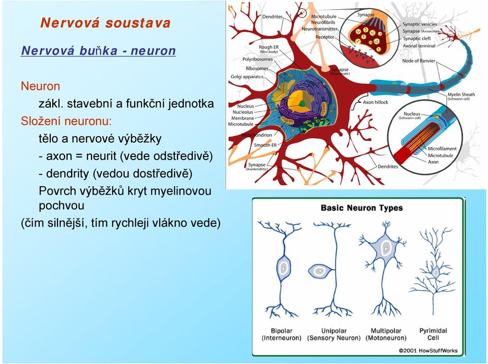 výběžky - axon = neurit (vede odstředivě) - dendrity (vedou