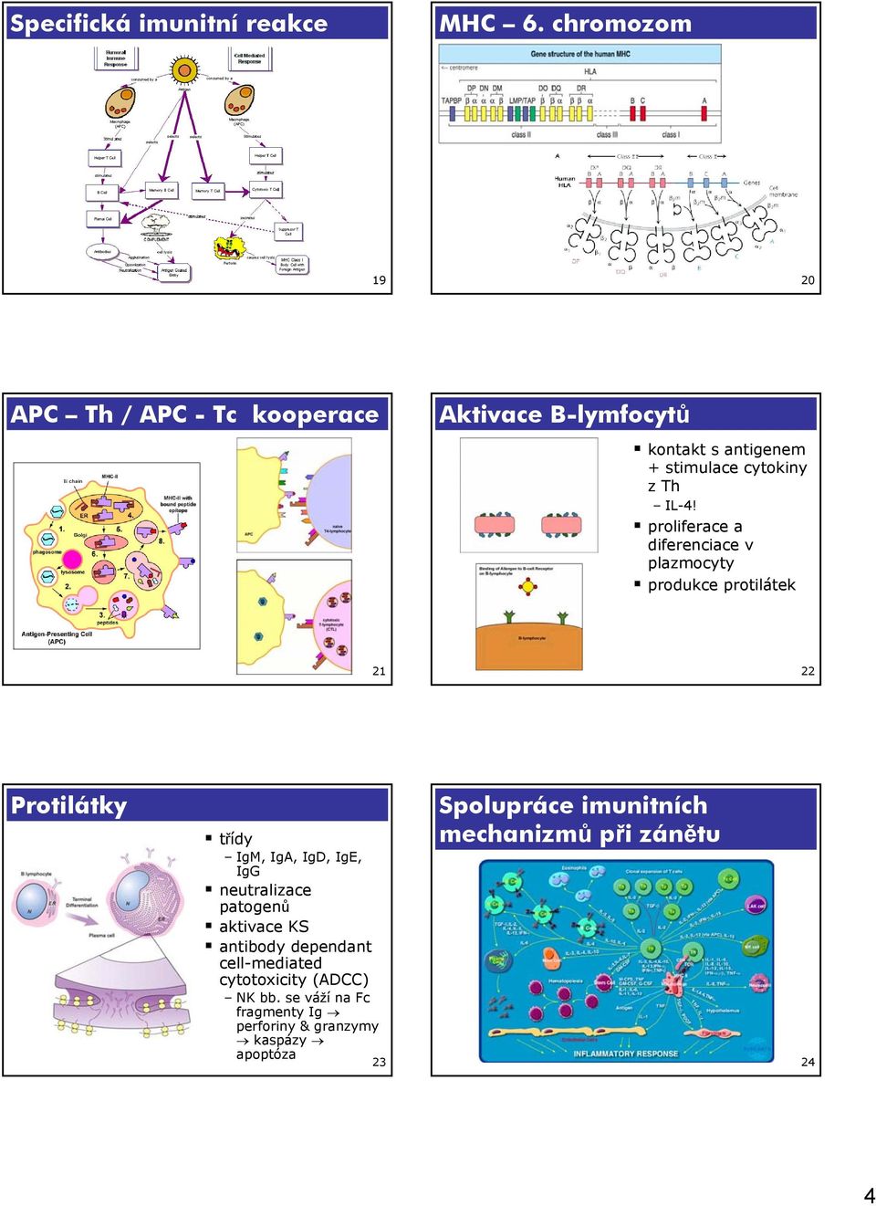 proliferace a diferenciace v plazmocyty produkce protilátek 21 22 Protilátky třídy IgM, IgA, IgD, IgE, IgG