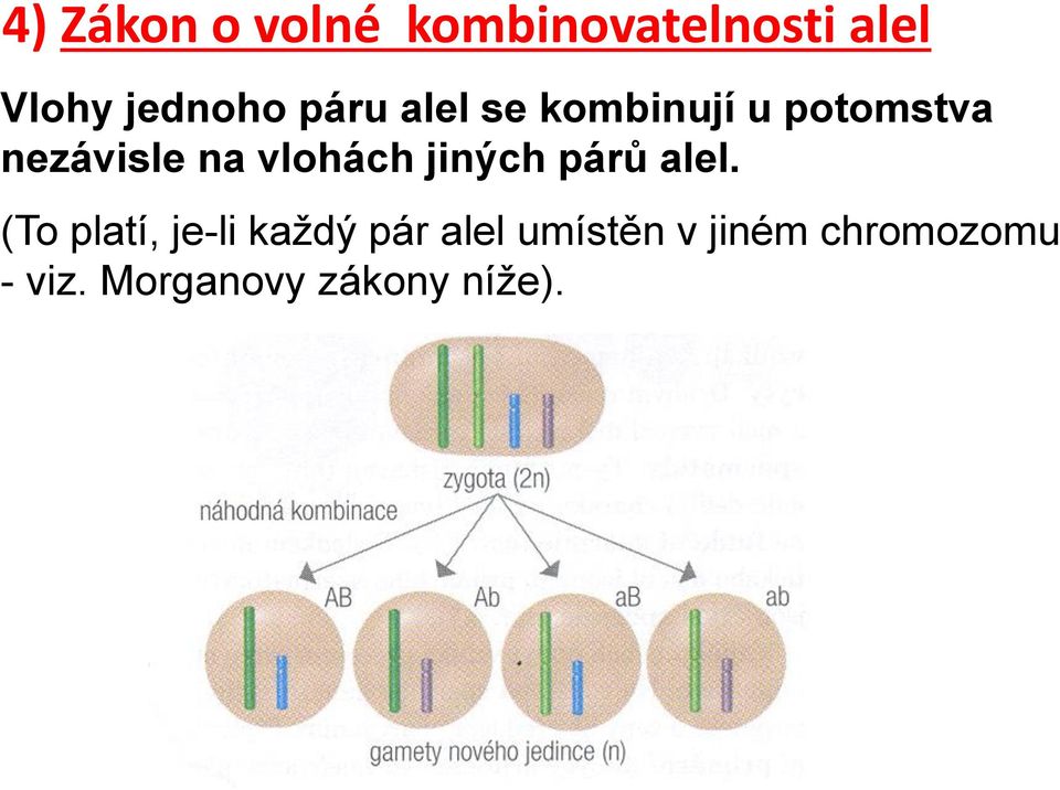 vlohách jiných párů alel.