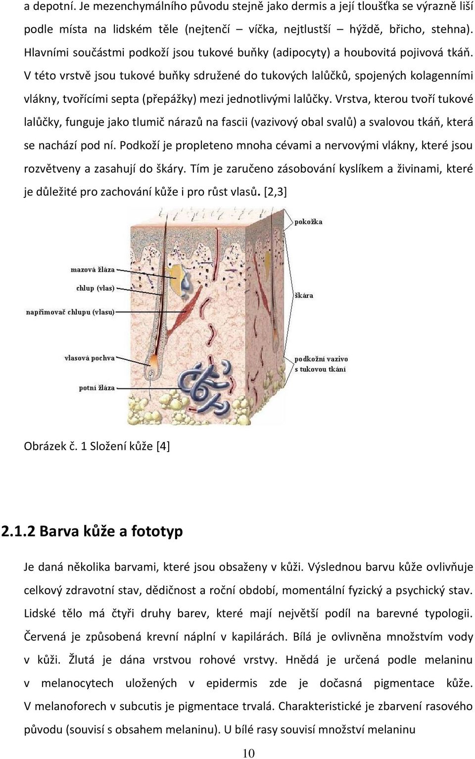 V této vrstvě jsou tukové buňky sdružené do tukových lalůčků, spojených kolagenními vlákny, tvořícími septa (přepážky) mezi jednotlivými lalůčky.