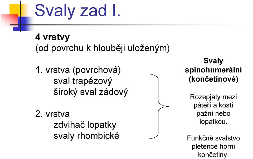 vrstva zdvihač lopatky svaly rhombické Svaly spinohumerální