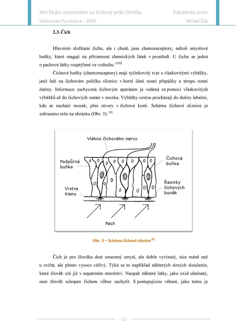 [4;6] Čichové buňky (chemoreceptory) mají tyčinkovitý tvar s vláskovitými výběţky, jenţ leţí na čichovém políčku sliznice v horní části nosní přepáţky a stropu nosní dutiny.