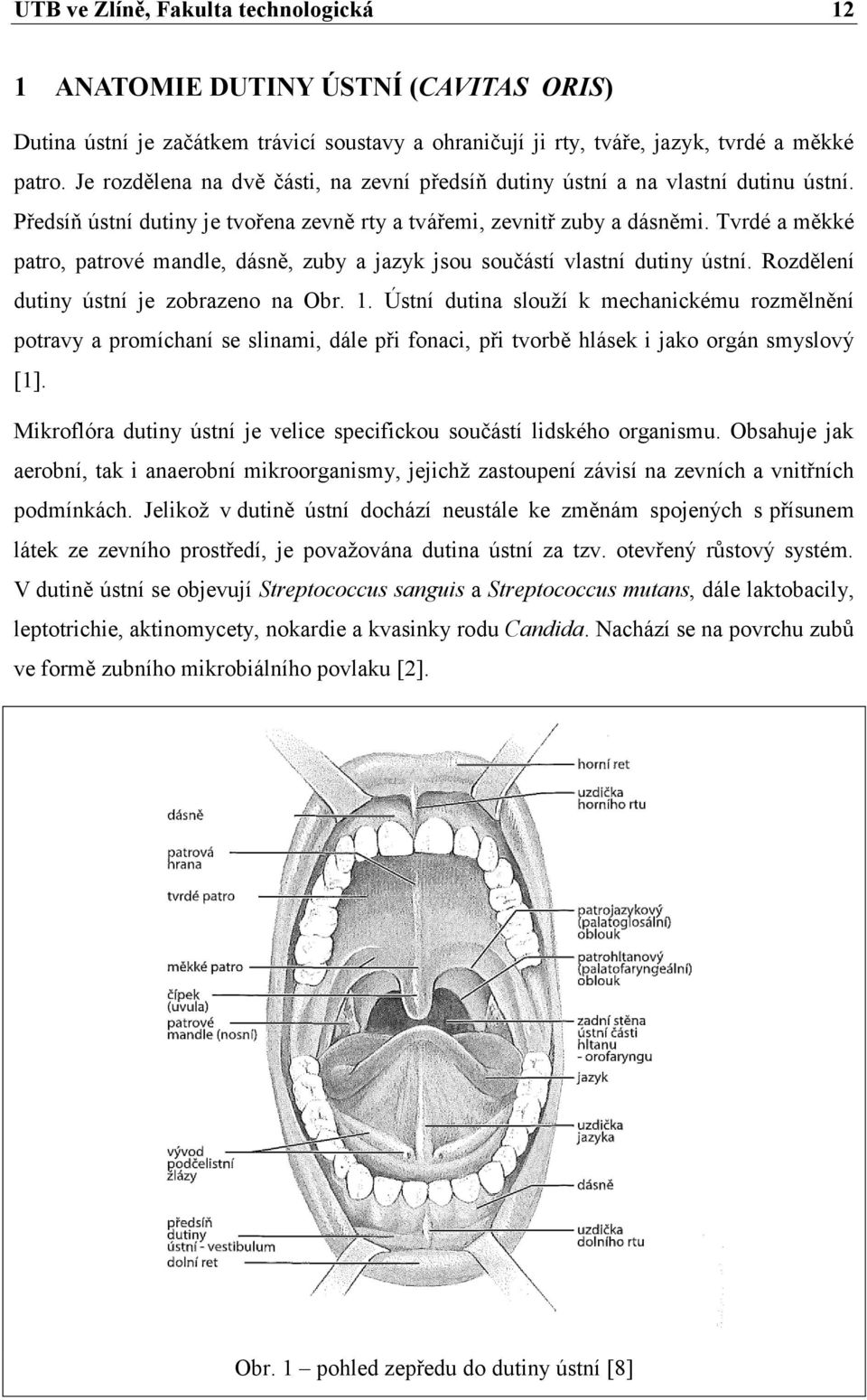 Tvrdé a měkké patro, patrové mandle, dásně, zuby a jazyk jsou součástí vlastní dutiny ústní. Rozdělení dutiny ústní je zobrazeno na Obr. 1.