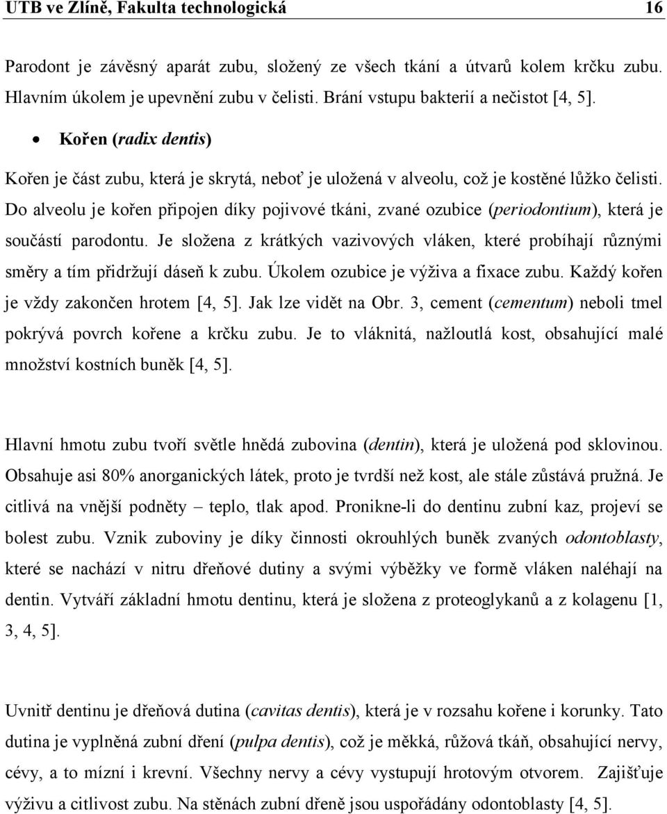 Do alveolu je kořen připojen díky pojivové tkáni, zvané ozubice (periodontium), která je součástí parodontu.