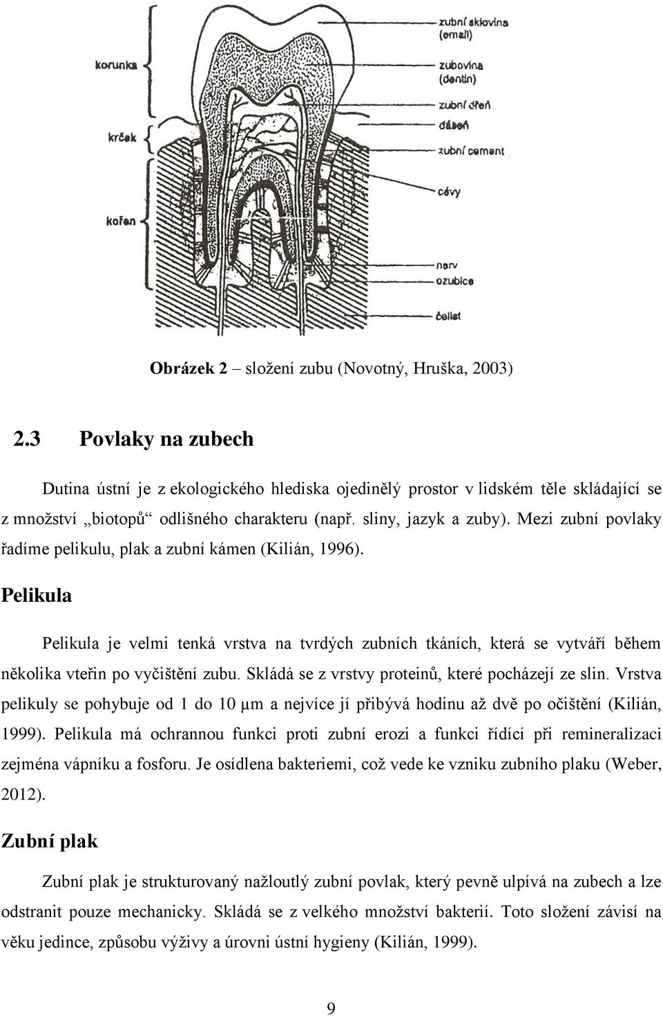 Mezi zubní povlaky řadíme pelikulu, plak a zubní kámen (Kilián, 1996). Pelikula Pelikula je velmi tenká vrstva na tvrdých zubních tkáních, která se vytváří během několika vteřin po vyčištění zubu.