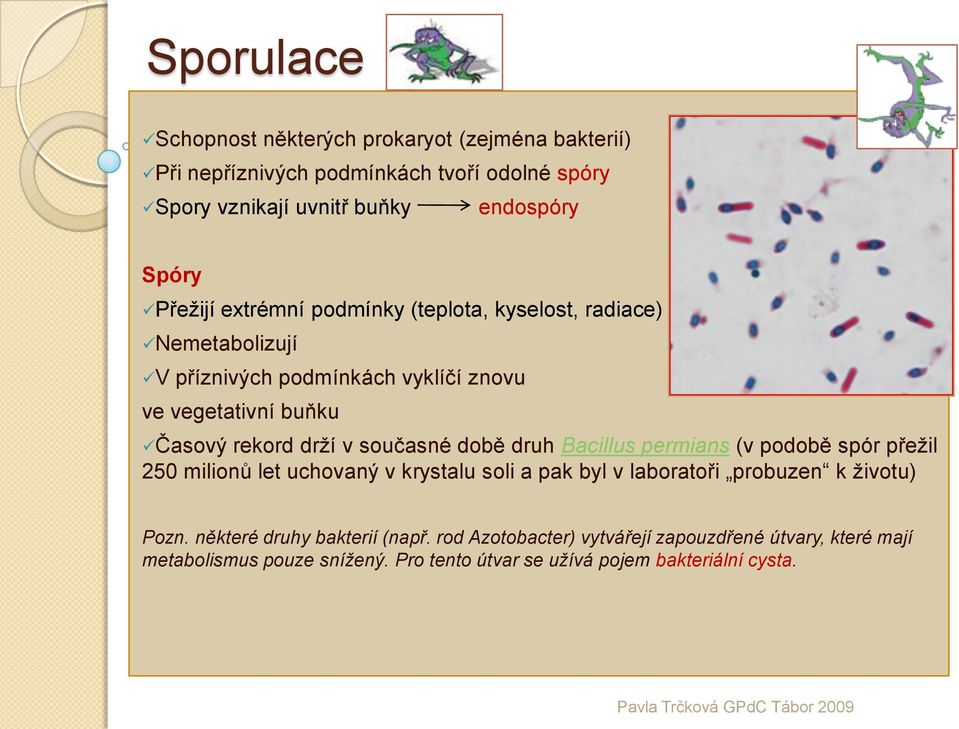 současné době druh Bacillus permians (v podobě spór přežil 250 milionů let uchovaný v krystalu soli a pak byl v laboratoři probuzen k životu) Pozn.