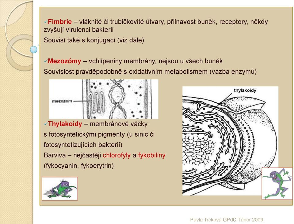 pravděpodobně s oxidativním metabolismem (vazba enzymů) Thylakoidy membránové váčky s fotosyntetickými