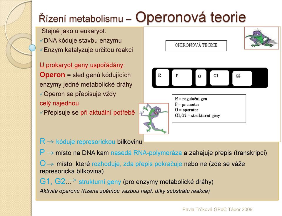 represorickou bílkovinu P O represorická bílkovina) G1, G2 strukturní geny (pro enzymy metabolické dráhy) místo na DNA kam nasedá RNA-polymeráza a