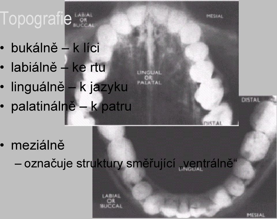 jazyku palatinálně k patru