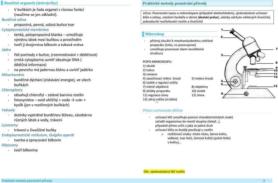 Jádro - řídí pochody v buňce, (rozmnožování + dědičnost) - zrnitá cytoplazma uvnitř obsahuje DNA ( dědičná informace) - na povrchu má jadernou blánu a uvnitř jadérko Mitochondrie - buněčné dýchání