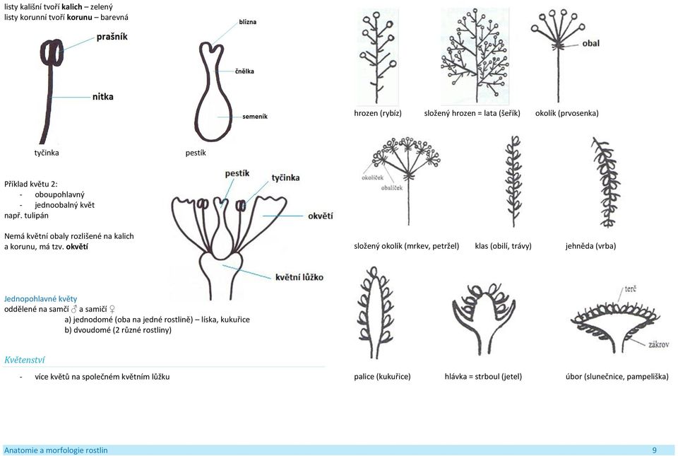 okvětí složený okolík (mrkev, petržel) klas (obilí, trávy) jehněda (vrba) Jednopohlavné květy oddělené na samčí a samičí a) jednodomé (oba na jedné rostlině)