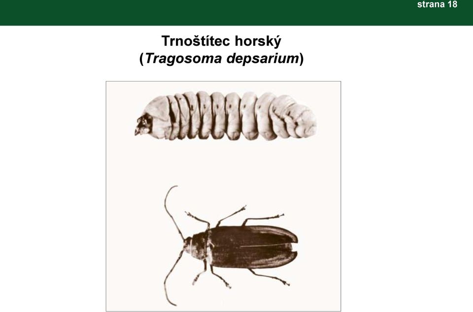 (Tragosoma