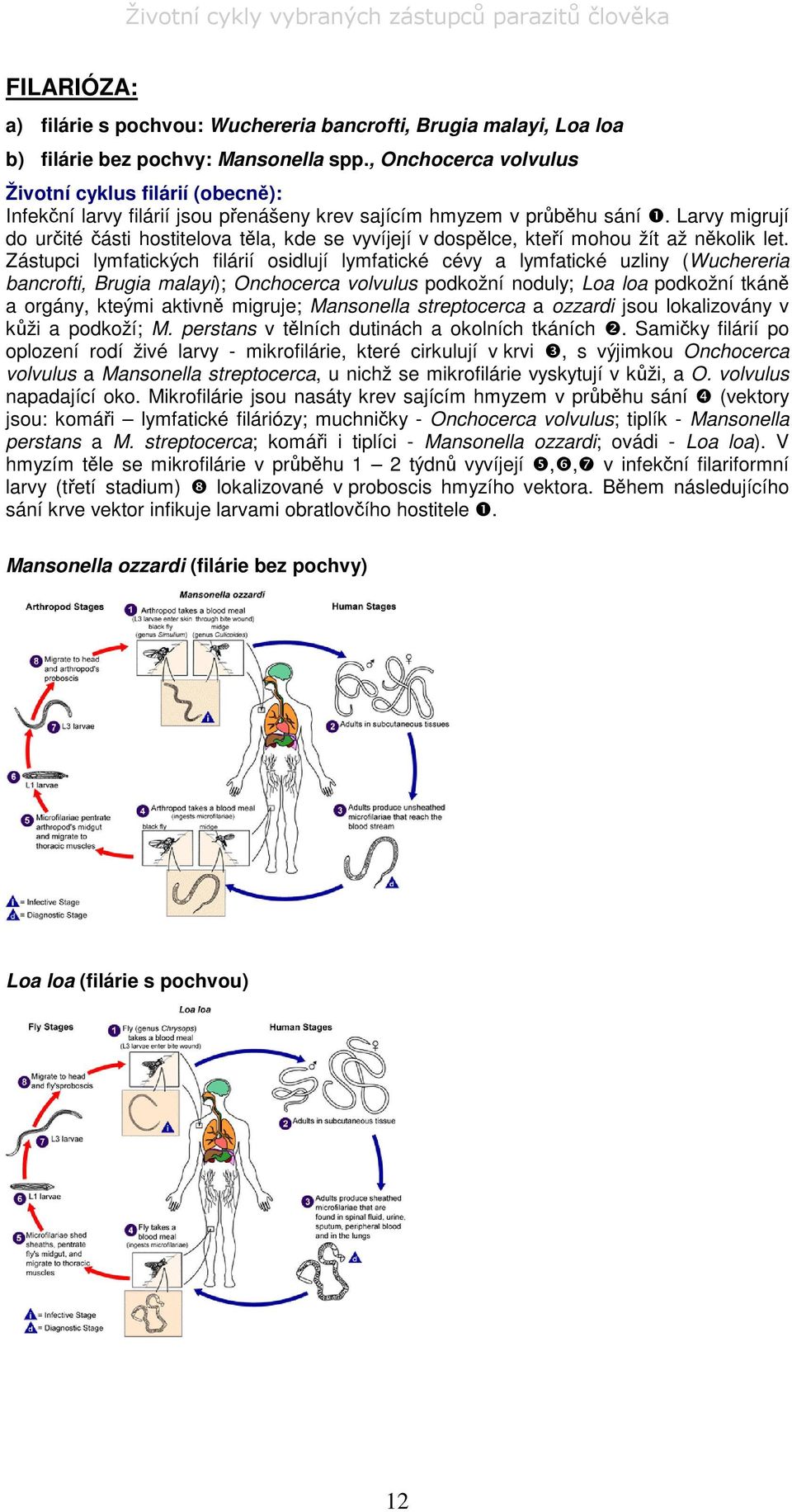 Larvy migrují do urité ásti hostitelova tla, kde se vyvíjejí v dosplce, kteí mohou žít až nkolik let.